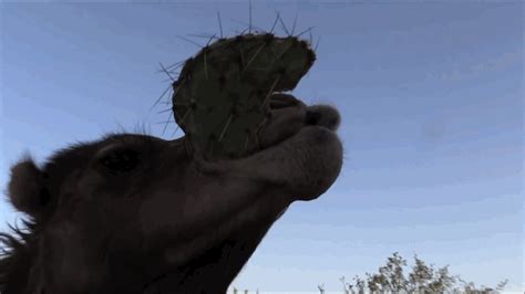 Camels Eat Cacti With Their Super Gross Fingered Mouths Nerdist