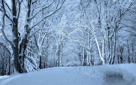 Nature Landscapes Trees Forest Winter Snow Seasons White Bright Roads