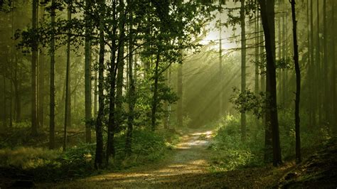 Forest Trees Sunlight Path Trail Hd Wallpaper Nature And Landscape Wallpaper Better