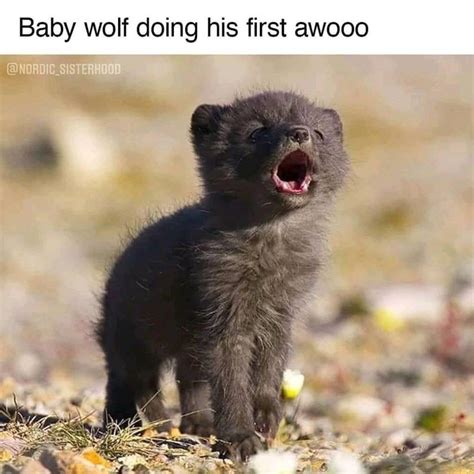 Wholesome Animal Memes To Start The Week Off Right Baby Animals Funny