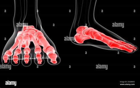 Human Skeleton Foot Bones Anatomy For Medical Concept 3d Illustration