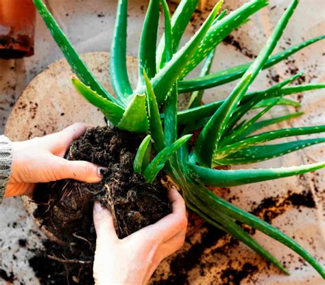 How To Grow Aloe Vera Kellogg Garden Organics