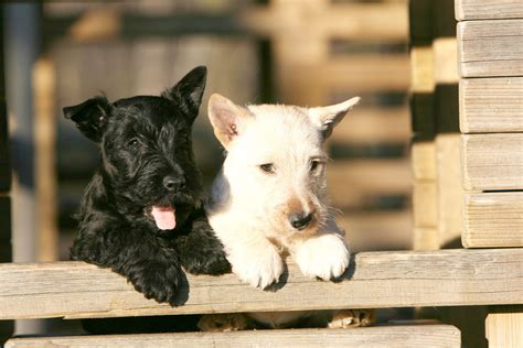 Scottie Dogs Everything You Need To Know About The Wise Brave And