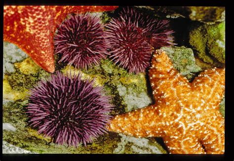 Echinodermata Sea Urchins Sand Dollars Sea Cucumbers Seastars