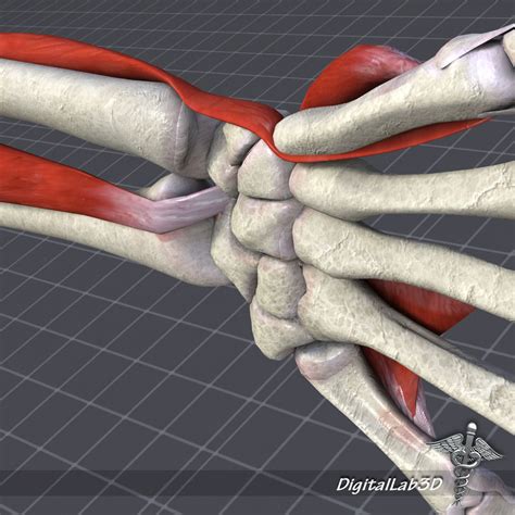 Human Wrist Bone Structure 3d Model Cgtrader