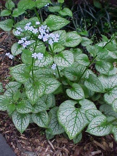 Brunnera Macrophylla Jack Frost Another Plant To Pop In