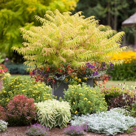 14 Beautiful Shrubs That Will Thrive In Shady Yards