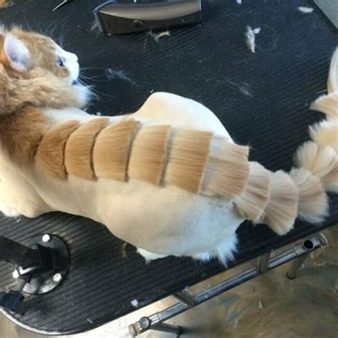 Are You A Cat Person You Cant Miss These 18 Cat Haircuts