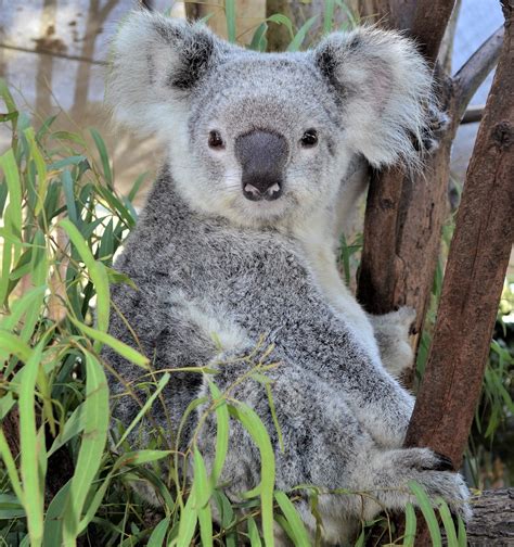 Adopt Tallow Australian Koala Foundation