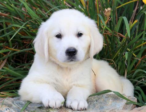 Booker | Golden Retriever - English Cream Puppy For Sale | Keystone Puppies
