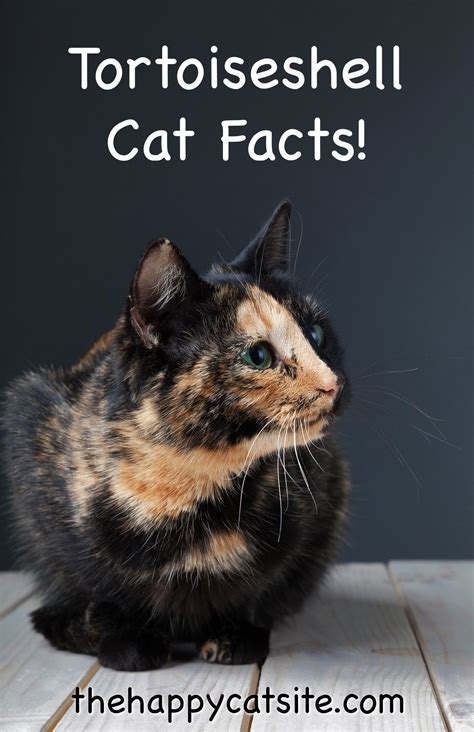 Tortoiseshell Cat Over 30 Fascinating Facts About Tortie Cats