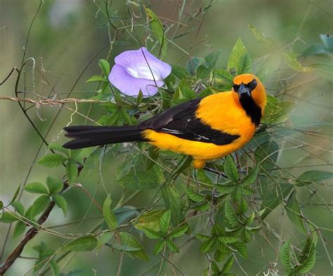 Fotos Dos Pássaros Coloridos Mais Bonitos Do Brasil