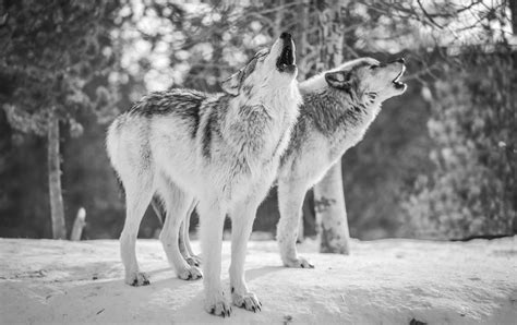 Grey Wolves West Yellowstone Sony A1 Fine Art Wolf Photogr Flickr