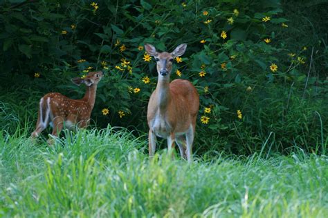 Funny White Tailed Deer Doe Fawn Watchung Reservation Flickr