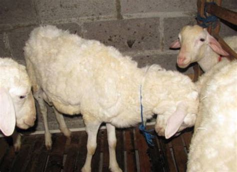 1 paket obat terdiri dari gang jie dan gho siah harga 1. MODERN FARMS: MENGENAL DAN CARA MENANGANI PENYAKIT PADA ...