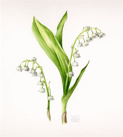 Gael Sellwood Botanical Painting Botanical Drawings Lily Of The Valley