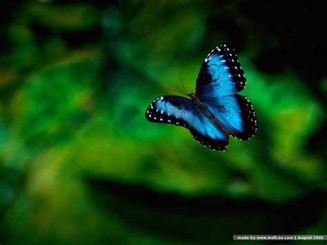 Maybe you would like to learn more about one of these? Best Blue Butterfly Wallpaper | Wallpaper ME