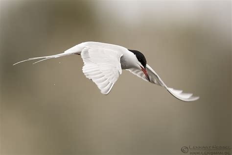 Common Tern Photography Lensman Lennart Hessel