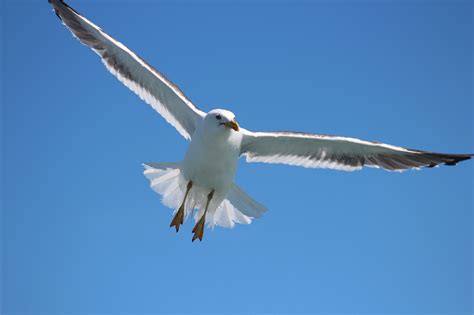 Seagullflyingflightskygull Free Image From