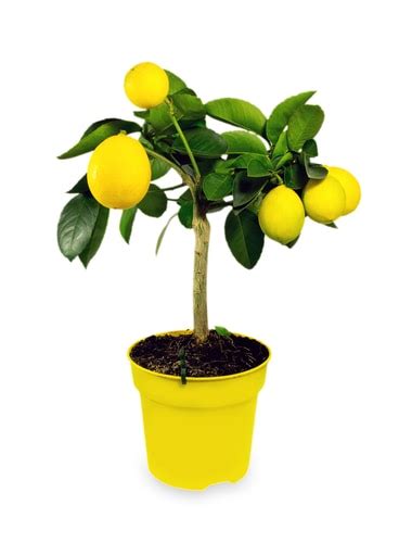 Growing Lemon Trees In Pots And Containers