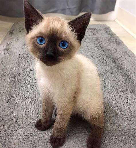 Seal Point Siamese Kitten For Sale