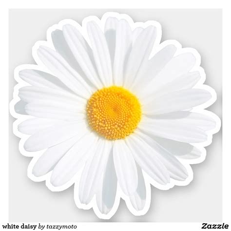 White Daisy Sticker In 2021 Daisy Painting Flower
