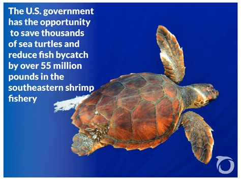 Teds A Net Positive For Fish And Sea Turtles Oceana Usa