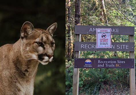 Vancouver Island Campsite And Trail Closed Due To Aggressive Cougar