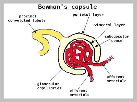 Bowmans Capsule Graph Diagram
