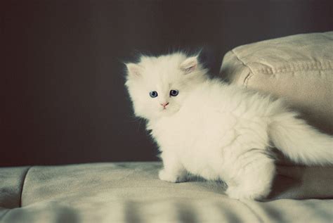 Blue Eyed Kitten Tumblr