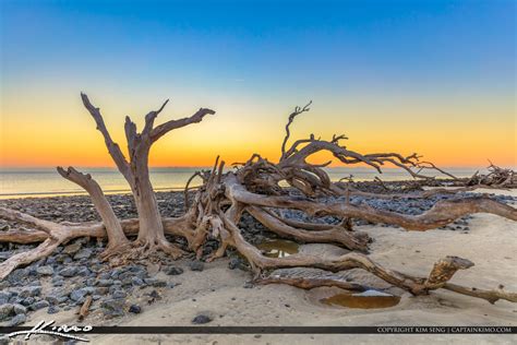 Driftwood Beach Jekyll Island Georgia Royal Stock Photo