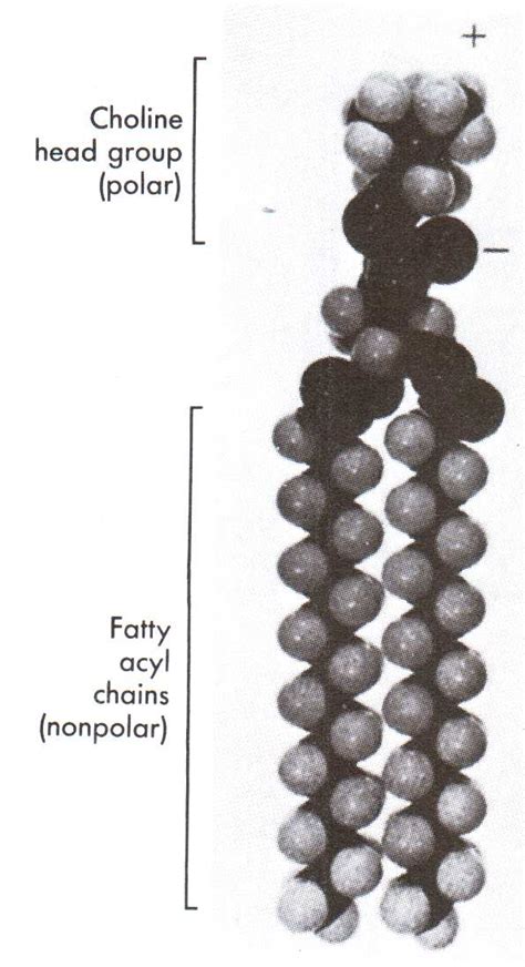 Estrutura Da Molécula De Fosfolipídio 6 Download Scientific Diagram