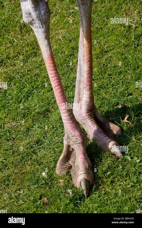 Ostrich Legs And Toes Stock Photo Alamy