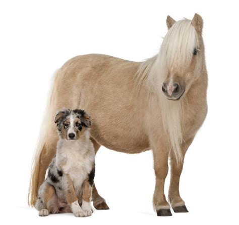 We did not find results for: Home | The Cabin Equestrian Centre & Riding Club | Inverurie