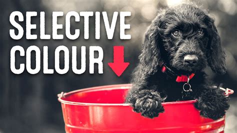 How To Create A Selective Color Photo Effect In Adobe Photoshop Youtube