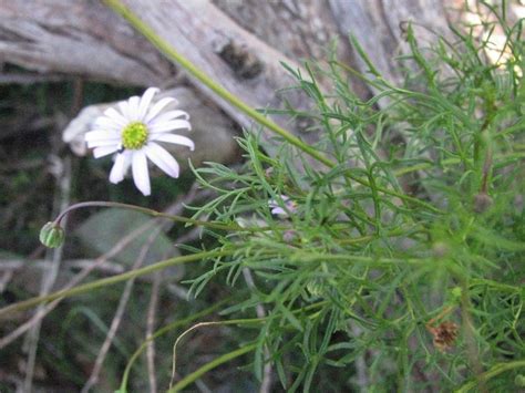 We do see now some of these daisies for sale here in us plant nurseries. Brachyscome multifida var. dilatata (Cut-leaf Daisy; Cut-l ...