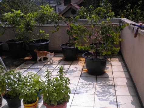 Rumah kecil ramah lingkungan ini dibuat dari bahan ringan dengan desain yang amat modern dan menarik. FreshHerbs & Mint: Home Gardening - Berkebun tanaman herbs ...
