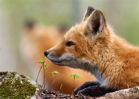 Foxes Are Self Domesticating In The Uk So Why Not Canada Canadian