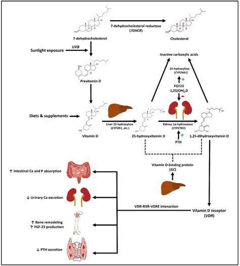 Schematic Representation Of Vitamin D Metabolic Pathway And The Effects
