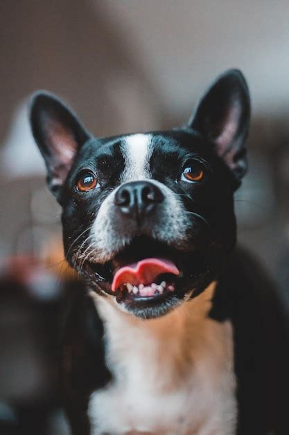 Premium Photo Adorable Bulldog Puppies Cuteness Overload With