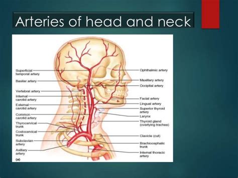 9 photos of the veins and arteries of the neck. Head and neck anatomy