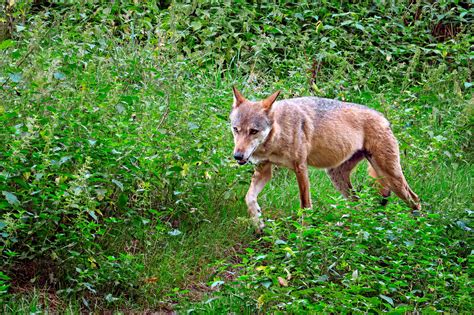 Wolf Land Haftet Nicht Für Alle Folgen Land And Forst 2 2021