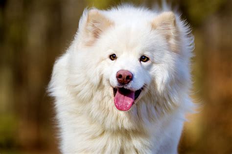 Finnish Lapphund Dog Breed Information Pictures