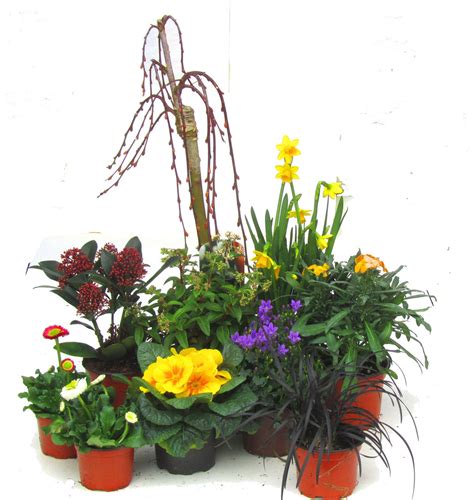 Ergänzend zum kauf ist die montage. Pflanzen Set für Schale und Kübel groß Frühling - Pflanzen ...