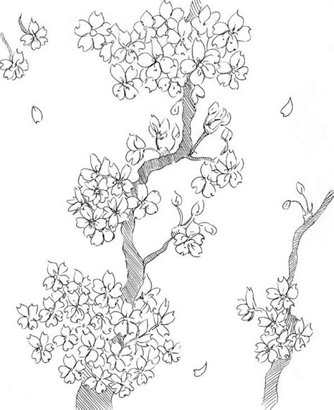 Sakura Blossoms Sketch By Shigure Kisune On Deviantart