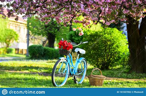 Season Of Love Beauty Of Spring Retro Bicycle With Tulip Flowers In