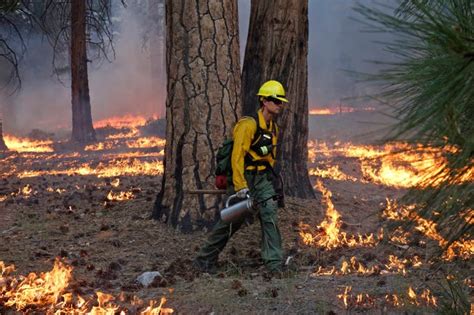 Fighting Fire With Fire Prescribed Burns Can Prevent Catastrophic