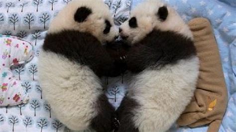 Public To Vote On Names For Atlanta Zoos Twin Panda Cubs Komo