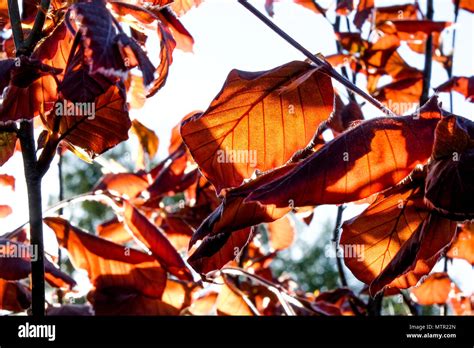 Close Up Of Copper Coloured Leaves And Branches Of A Copper Beach Hedge