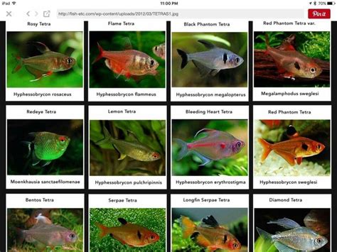 Pin By Van To On Fish Amazon River Biotope Planted Aquarium Fish